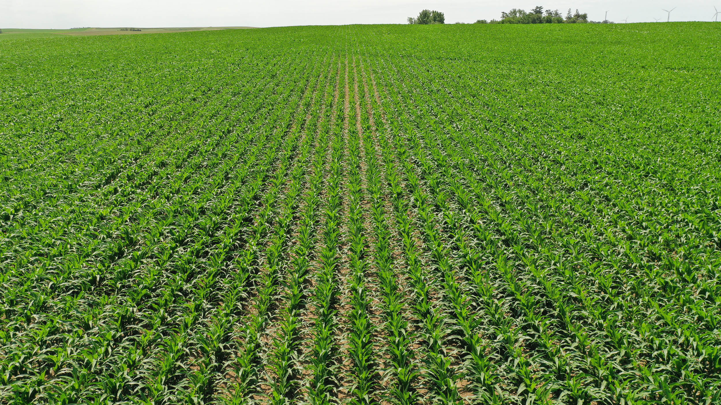 Iowa Farmland Values 2022 Carroll County, Crawford County, Shelby